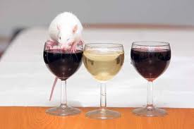 potkan a víno